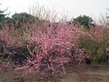 Prunus-Louseinia triloba
