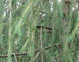 Picea abies subsp_abies  Virgata - Ель обыкновенная Змеевидная