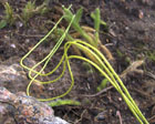 Lycopodium clavatum filiformis
