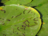 Повреждения листьев нимфеи личинками кувшинкового листоеда